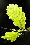 BB 12 0429 / Quercus petraea / Vintereik